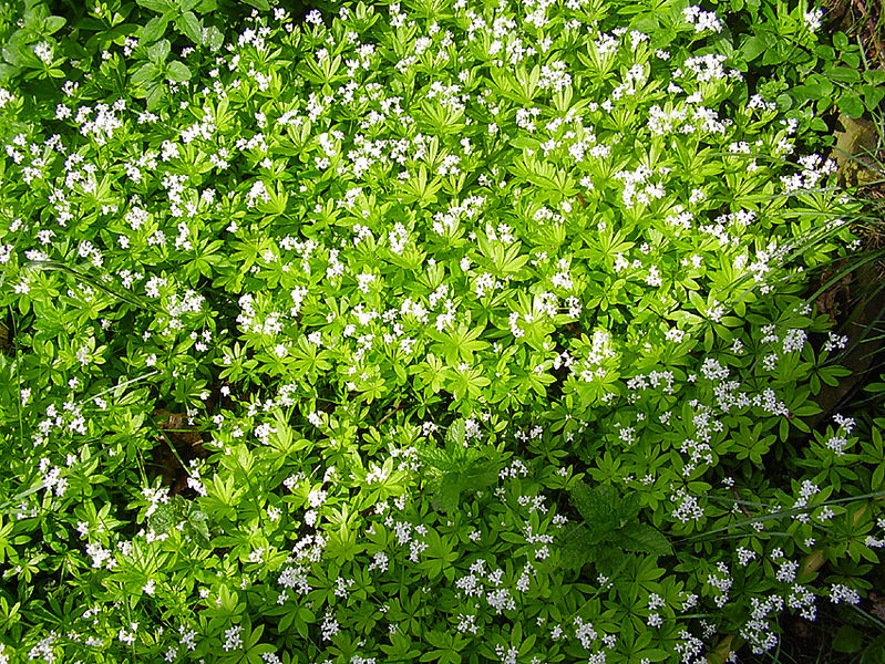 sweet woodruff